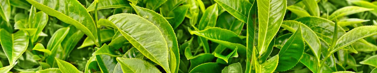 Green tea leaves, a natural source of amino acid L-Theanine