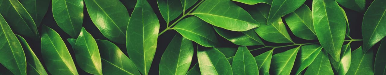 What is L-Theanine? Closeup of fresh green tea leaves, a popular source of the amino acid nootropic L-theanine.