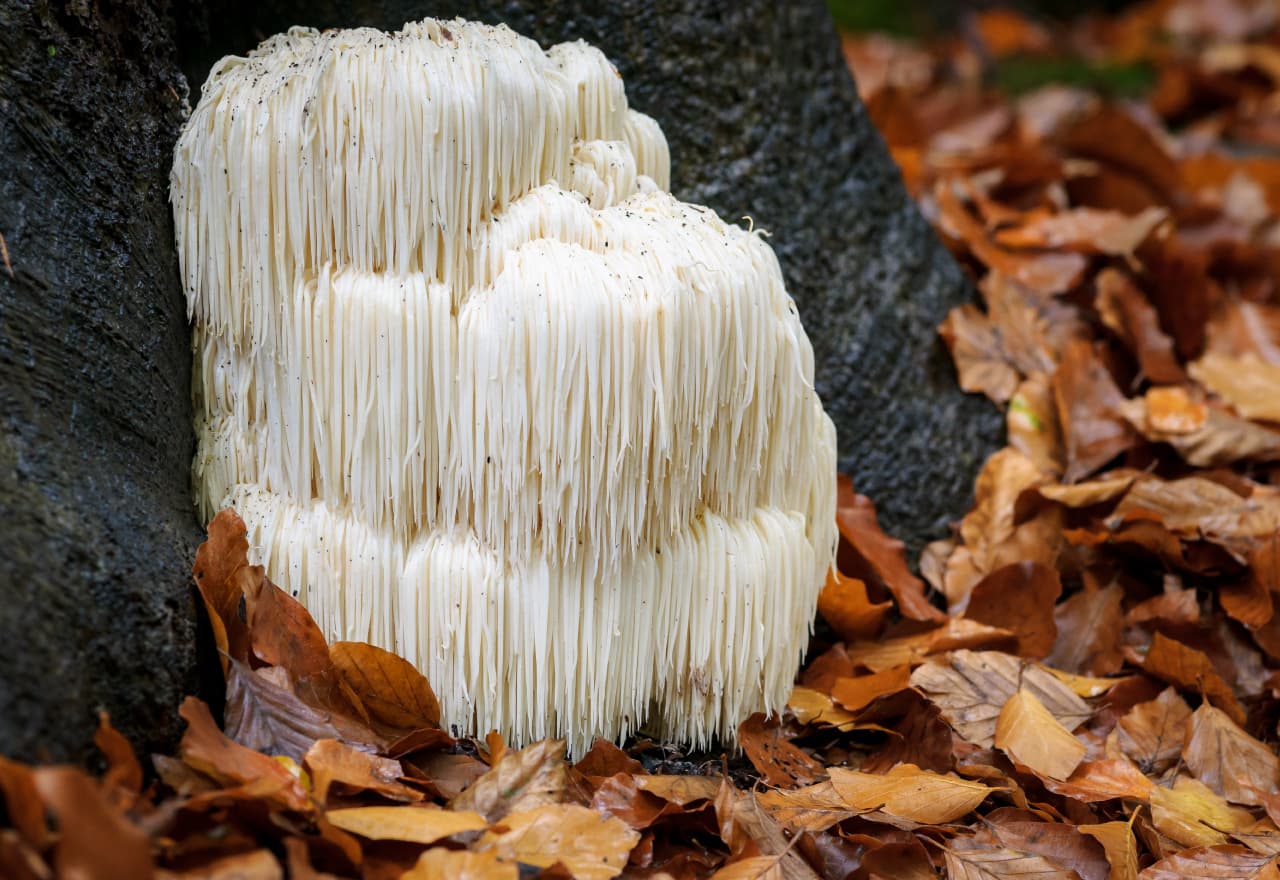 A Lion's Mane Mushroom growing on the ground next to a tree