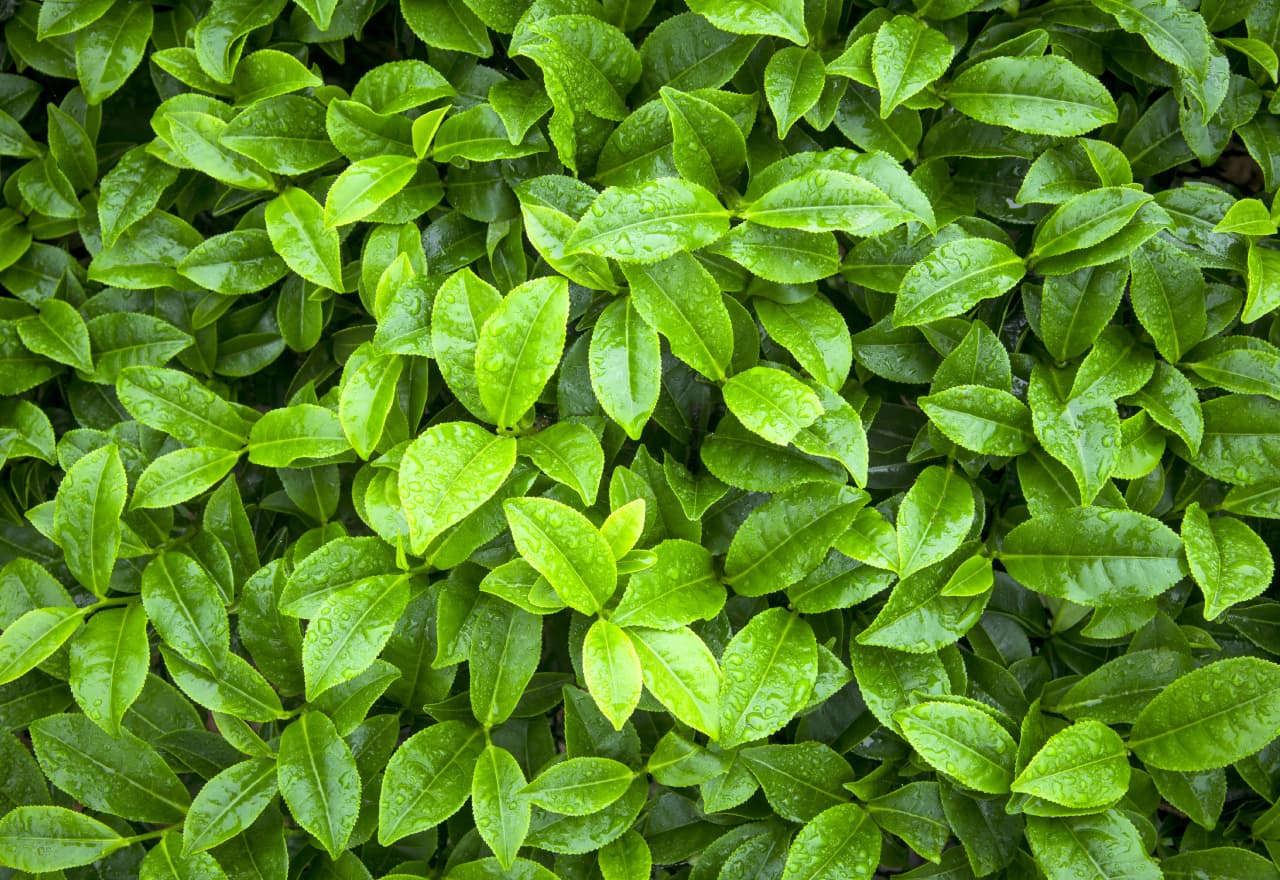 A group of green leaves