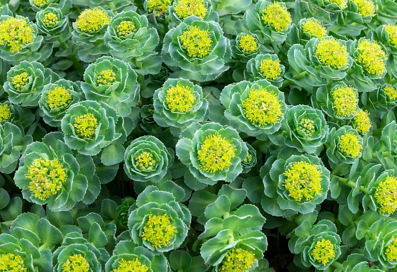 A close-up of Rhodiola Rosea plant