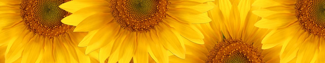 Bright yellow sunflowers: a natural source of nootropic Phosphatidylserine (PS).