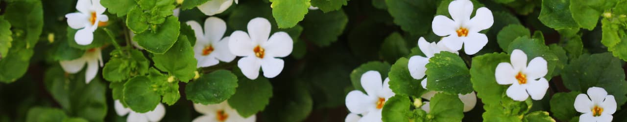 Nootropic Bacopa Monnieri herb above ground parts: white flowers with yellow centers and small green leaves.