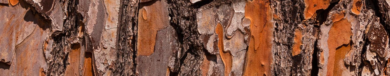 The thick, scaly and reddish-brown bark from which Maritime Pine Bark Extract is made.