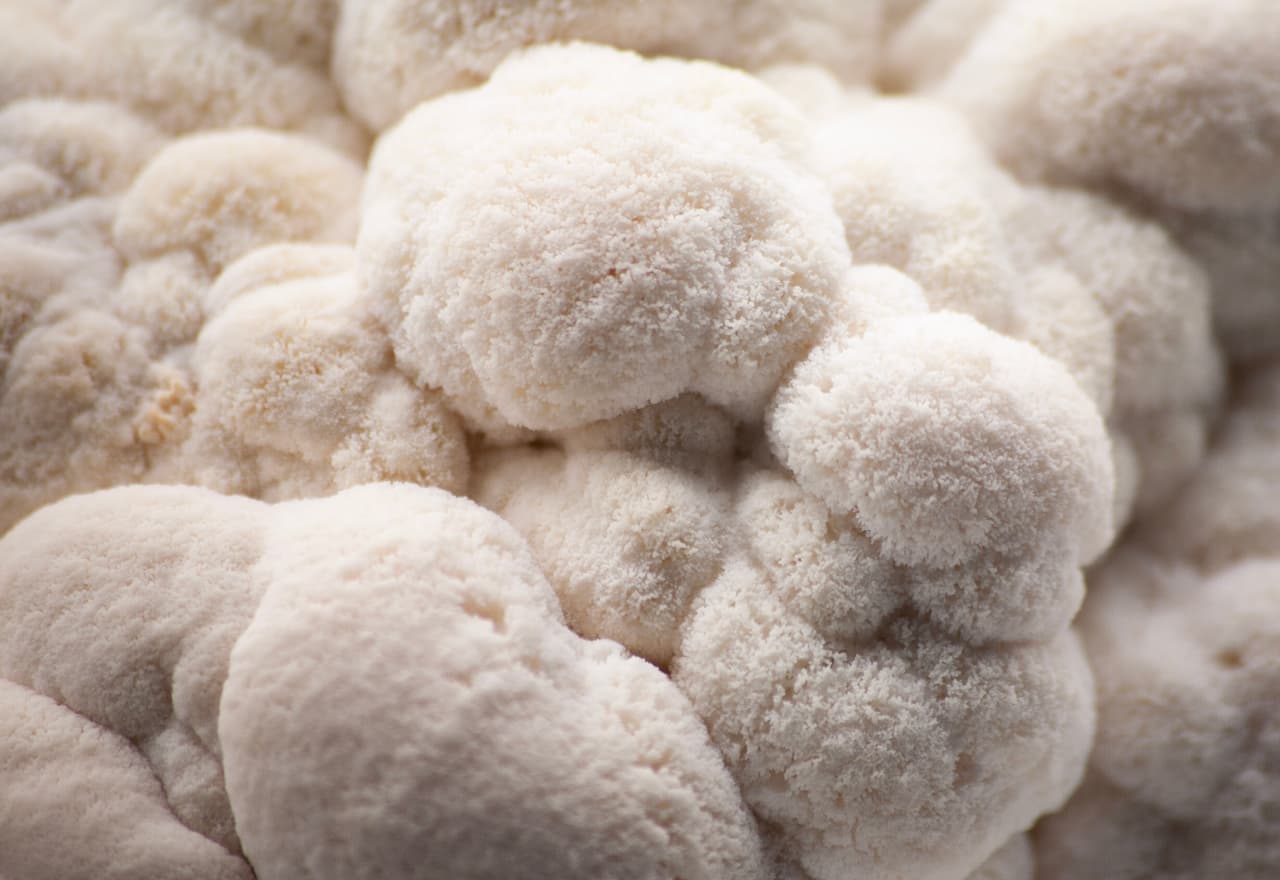 Best Nootropic Mushroom Overall: Lion's Mane. Shown in its raw, pale-and-shaggy form.