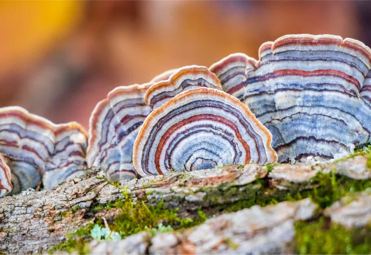 Striped Turkey Tail mushroom growing on a log.