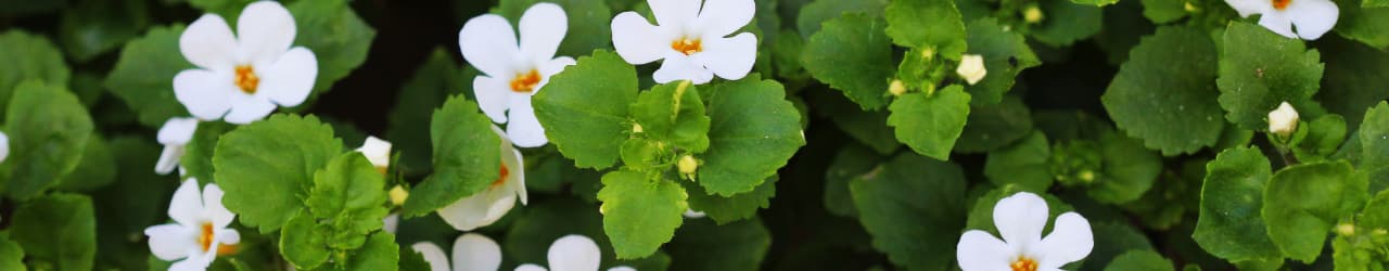 Bacopa Monnieri aerial parts: green leaves, white flowers with yellow pistils.