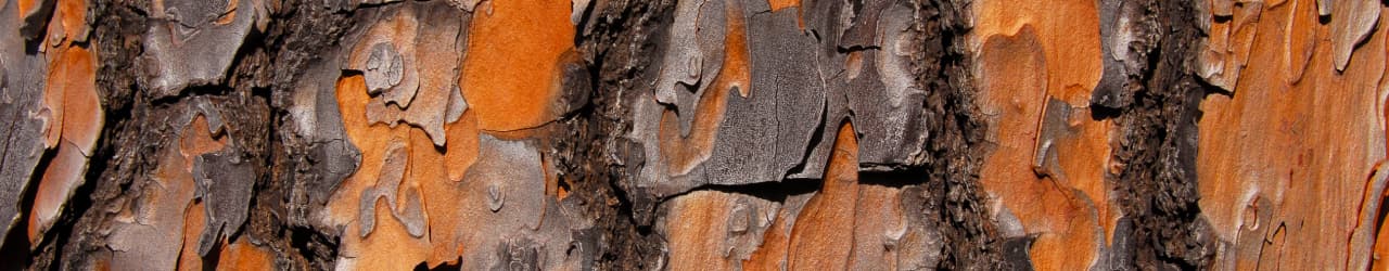 Maritime Pine Bark Extract is sourced from the reddish-brown, roughly textured nuggets shown here.