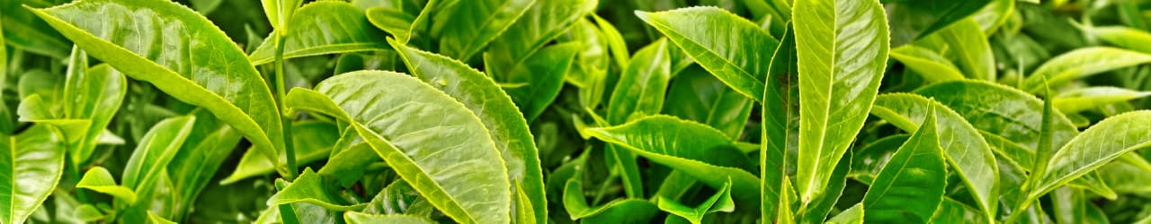 Green leaves of a tea plant, from which nootropic L-Theanine is sourced.
