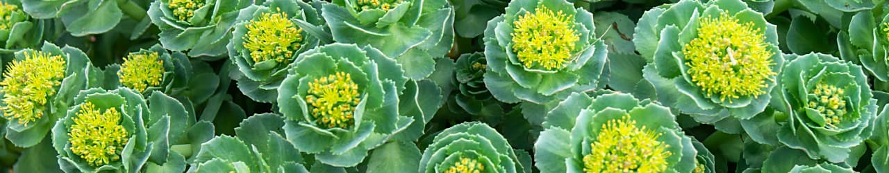 Rhodiola Rosea - tightly clustered green leaves dotted with yellow flowers.