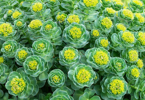A field full of green and yellow rhodiola rosea.