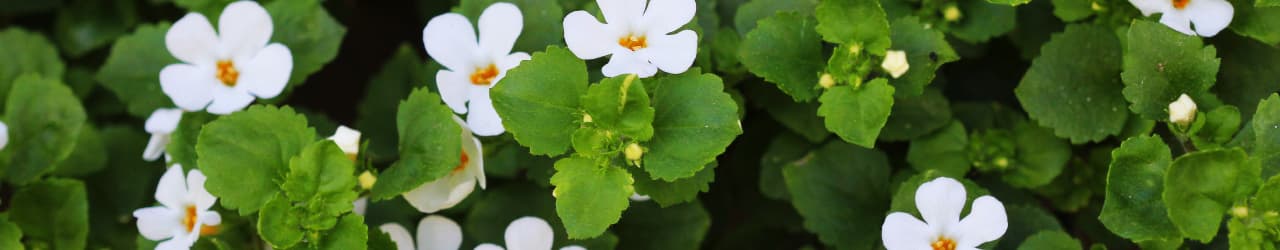 Bacopa Monnieri aerial parts: Green leaves and small white flowers with yellow centers.