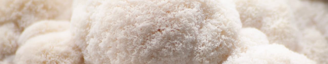 Lions Mane Mushroom in raw form showcasing its pale, shaggy appearance.