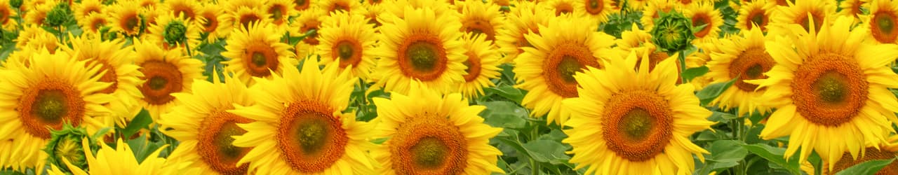 A field of bright yellow sunflowers, which are a natural source of Phosphatidylserine (PS)