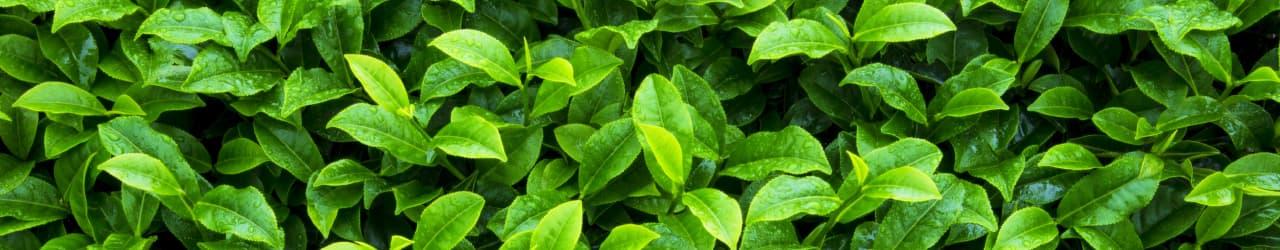Green tea leaves: a natural source of L-Theanine.
