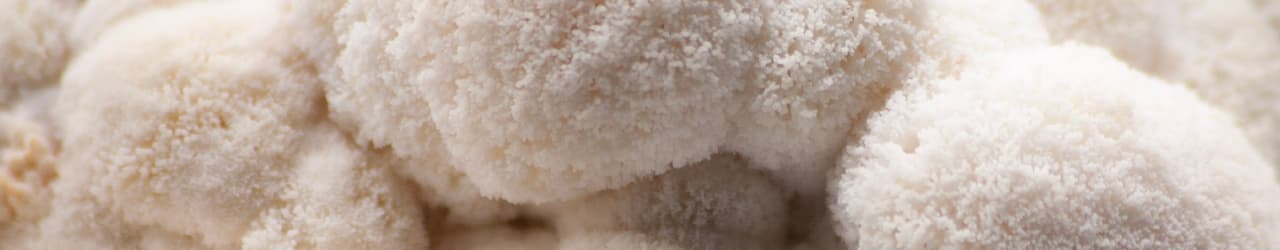 Shaggy and pale lion's mane mushroom