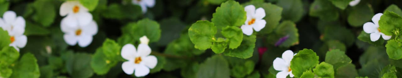 Bacopa monnieri above ground parts: green leaves with small white-and-yellow flowers.