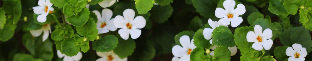 Nootropic Bacopa Monnieri in its natural form: small green leaves and white flowers with yellow centers.