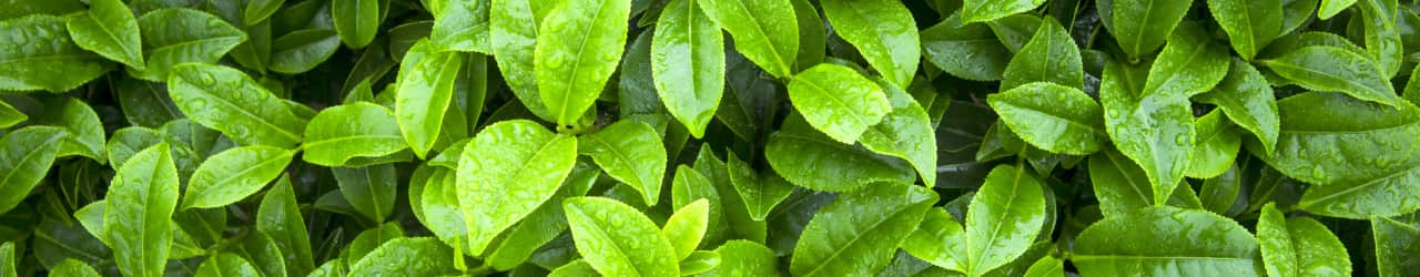 Dew-kissed green tea leaves growing in nature. Nootropic L-Theanine is sourced from green tea.