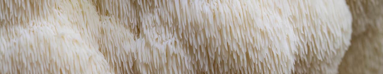 Shaggy and pale fruiting bodies of nootropic Lion's Mane Mushroom.