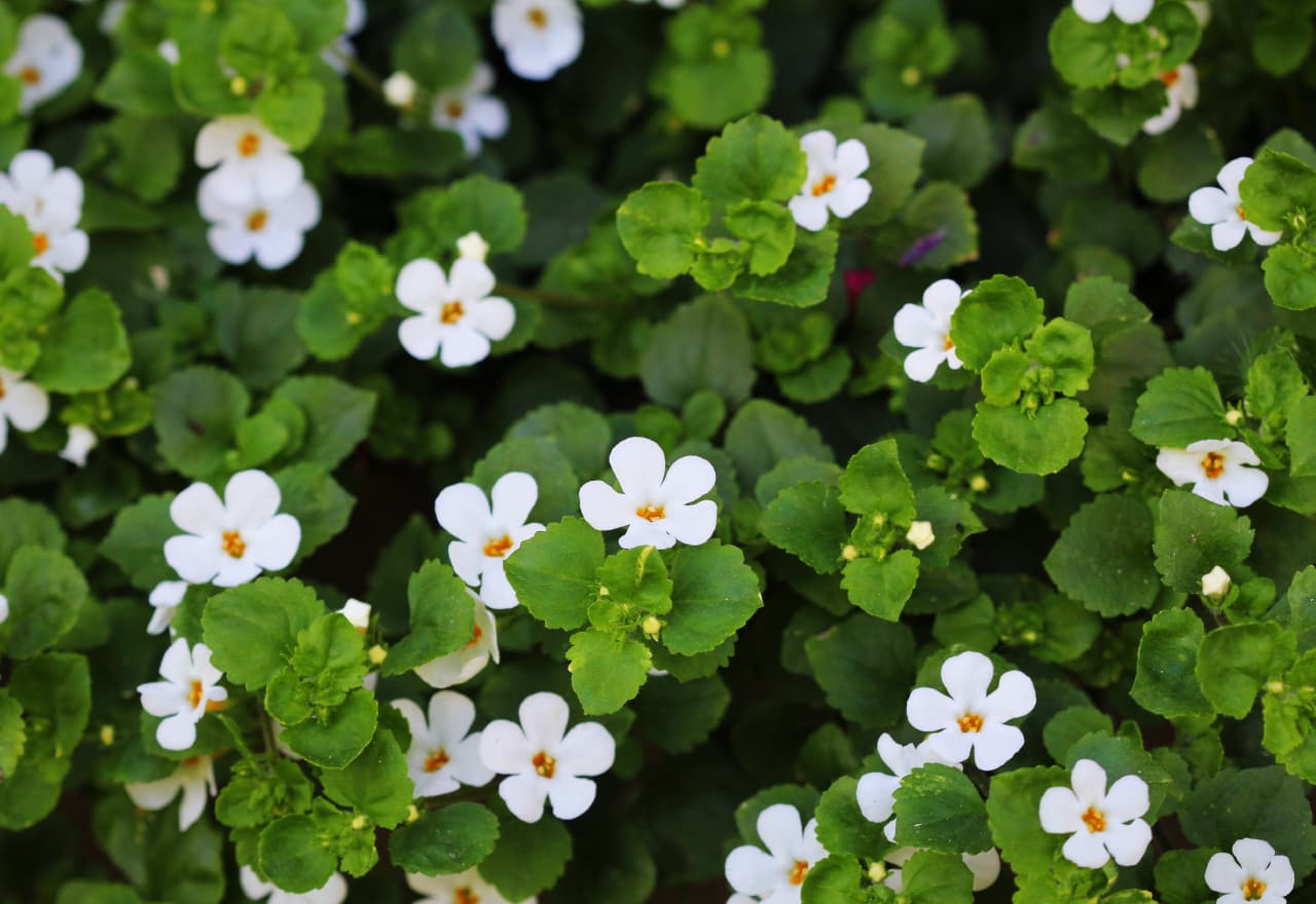 Bacopa Monnieri