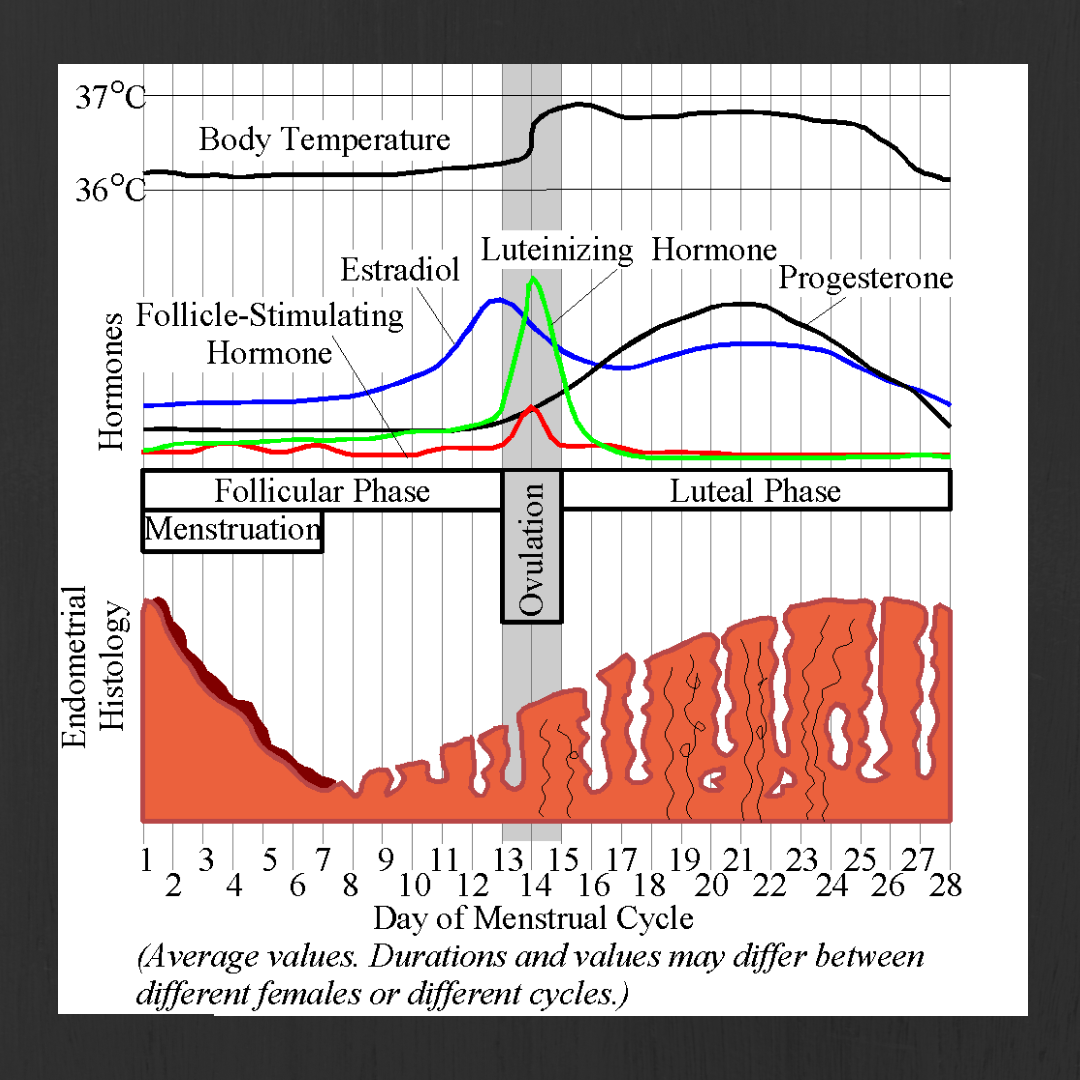 Menstrual Cycle Mood Swings Chart