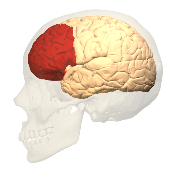 prefrontal cortex, lateral prefrontal cortex, LPFC