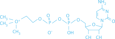 Citicoline Cognizin