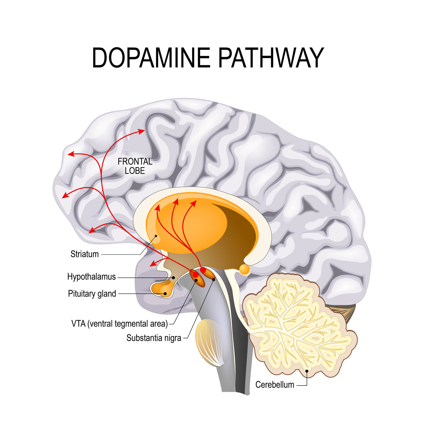 What is Dopamine?