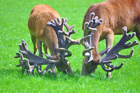 10 Amazing Facts About Velvet Antlers - Realtree Store