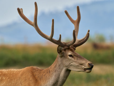 deer antler velvet