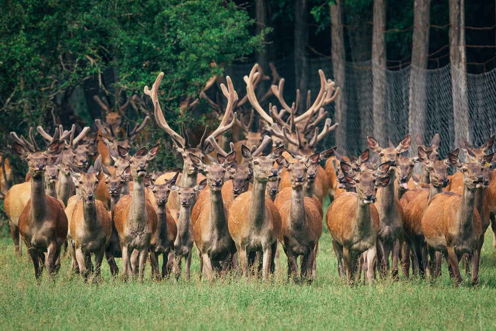 Velvet Antler :: Splendor Ridge Elk Farm