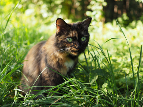 streunendes kleines Kätzchen sitzt im Grass