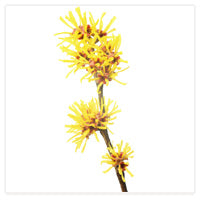 Witch Hazel