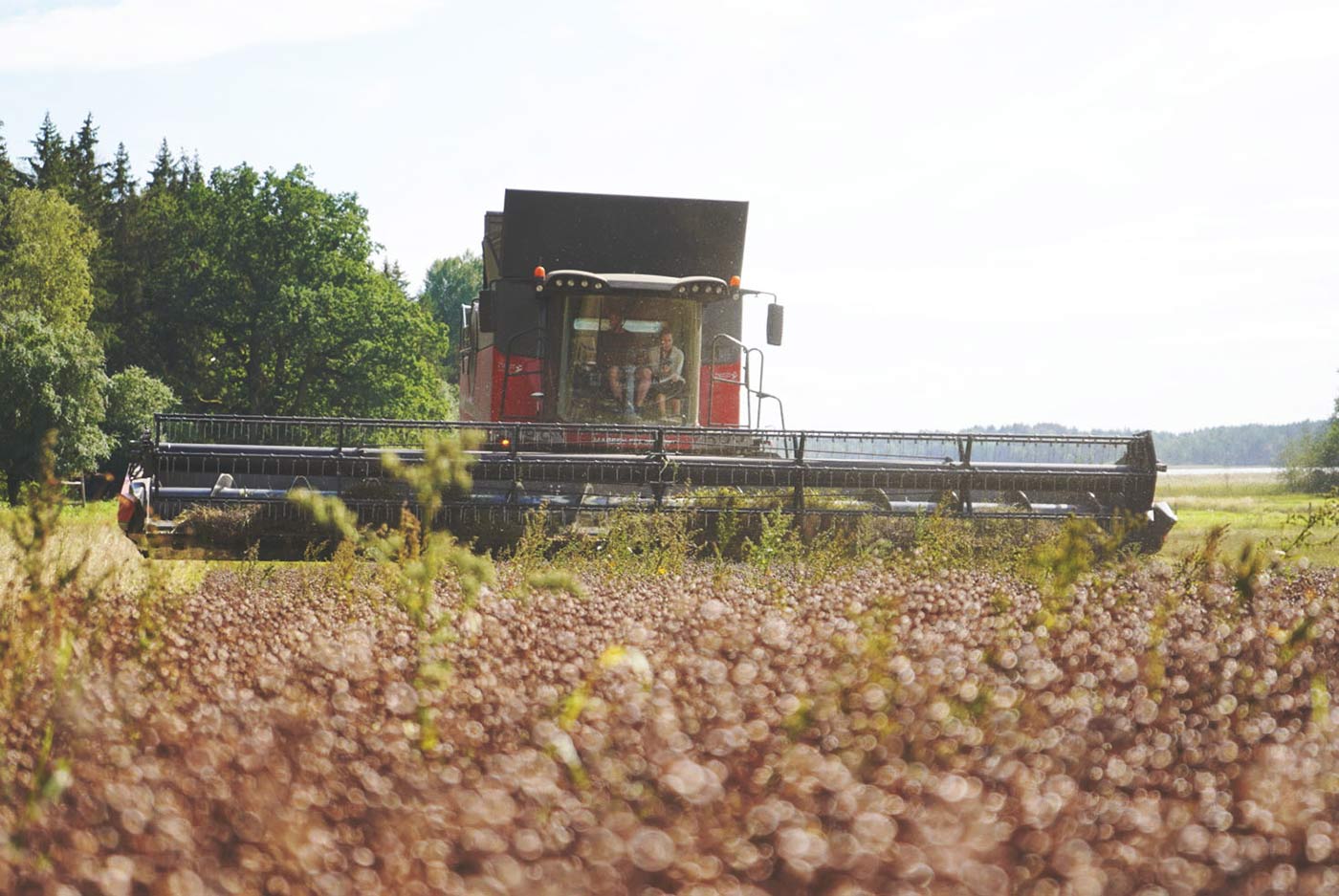 Linseed farming