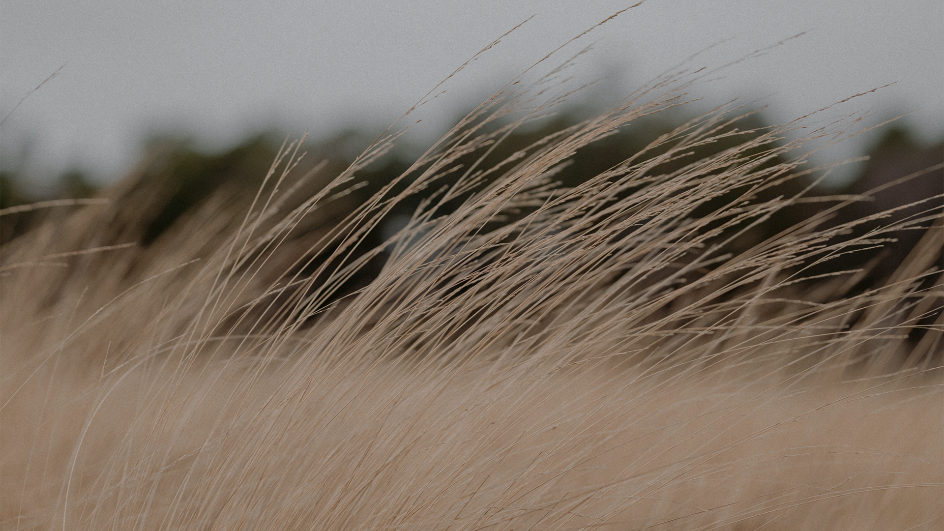 Natural grass for pen production