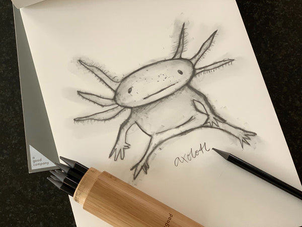 Axolotl-Zeichnung