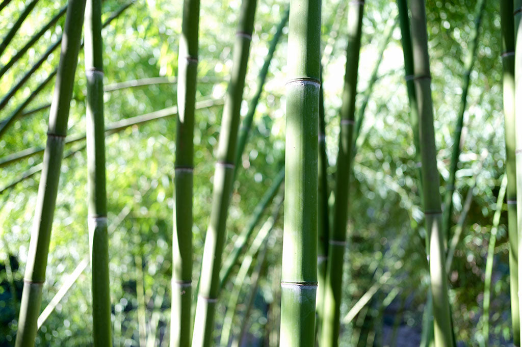 Bamboo Forest Close View