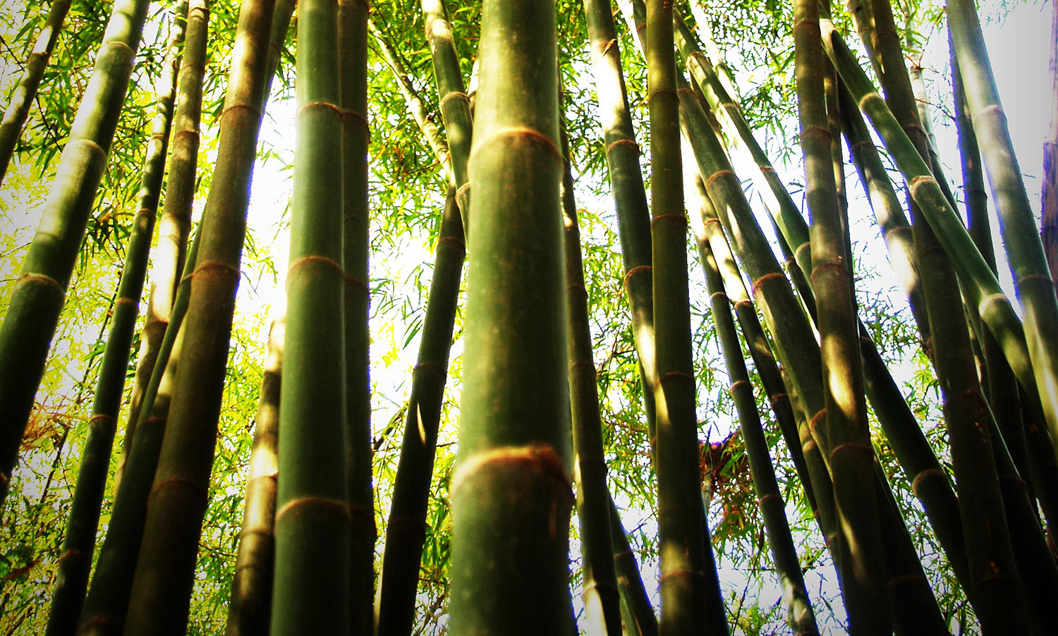 Forest Bamboo