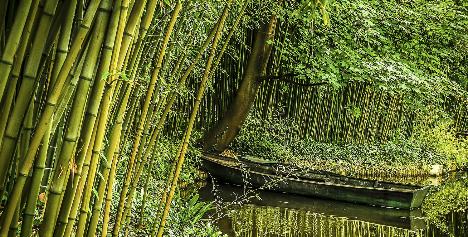Bamboo Plant Near River
