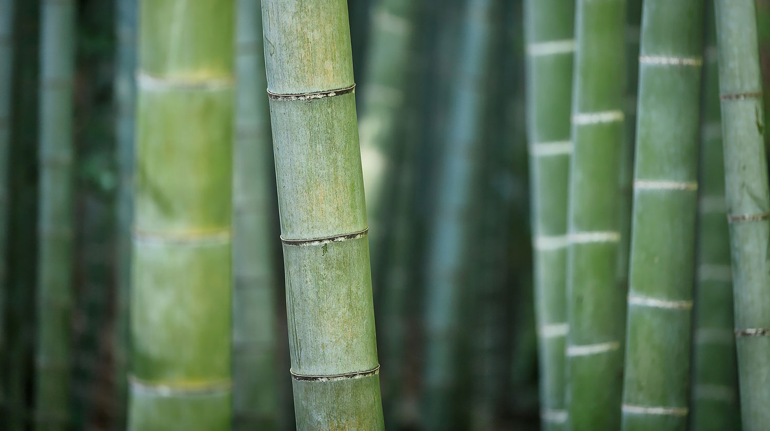 Bamboo Used for Bamboo Toilet Paper