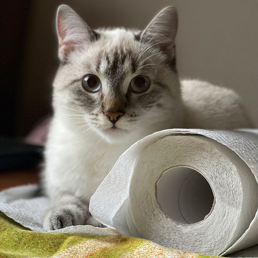 A Cat Near a Bamboo Toilet Paper Roll