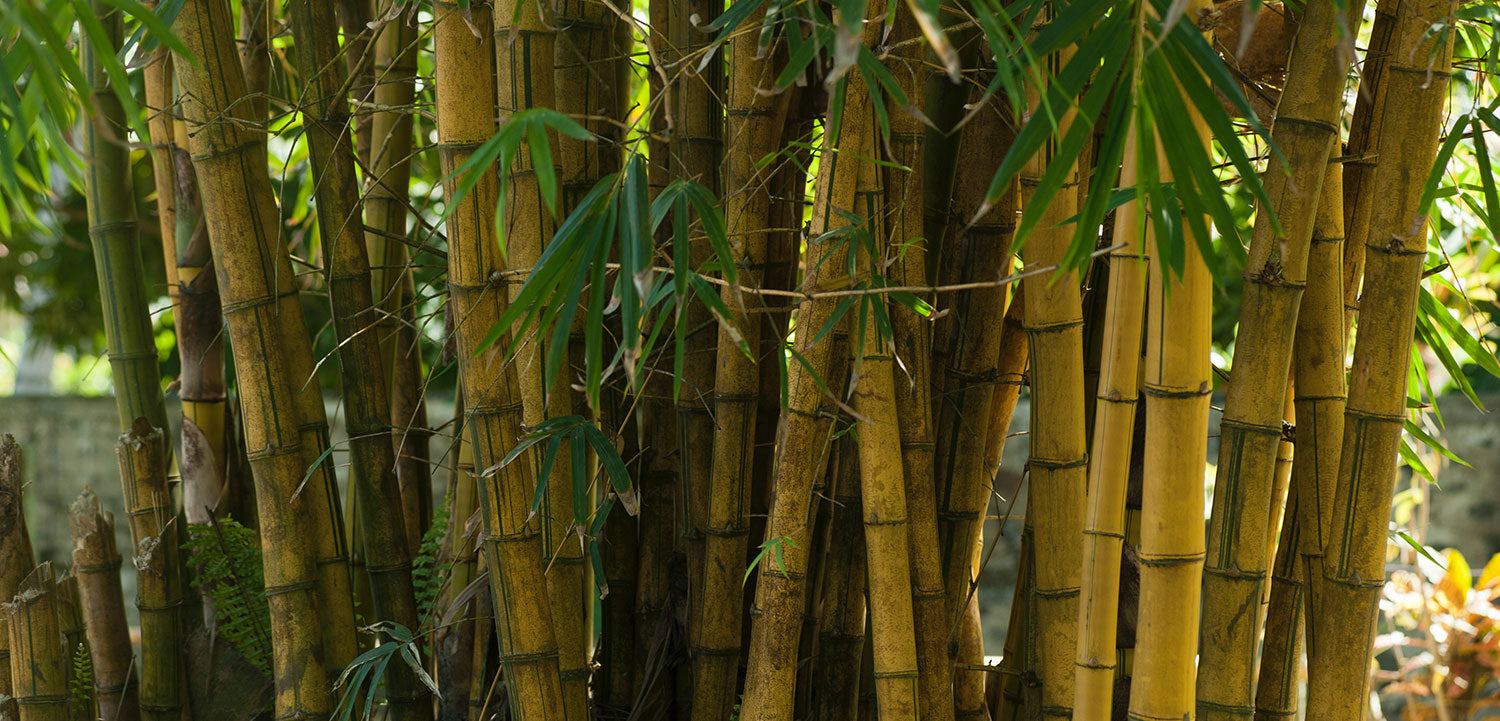 Bamboo Tree