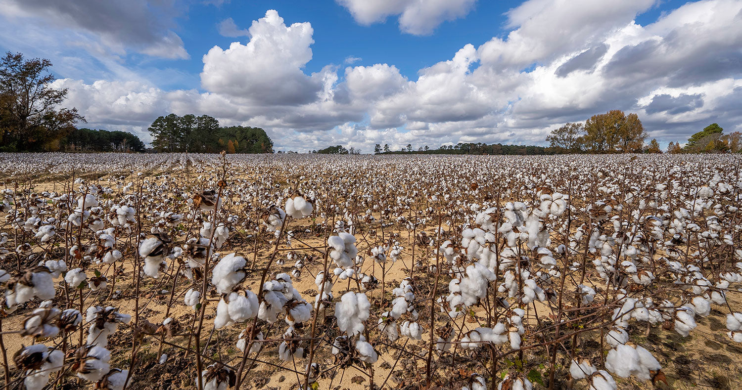 Cotton Field