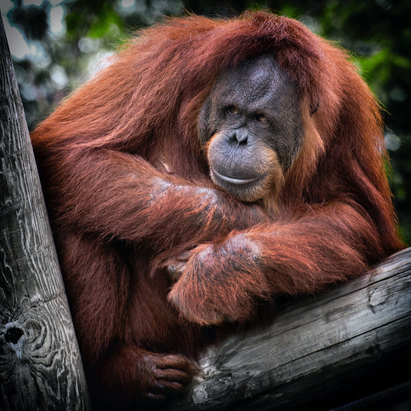 Orang-Utan