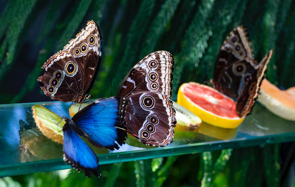 Schmetterlinge fressen Früchte