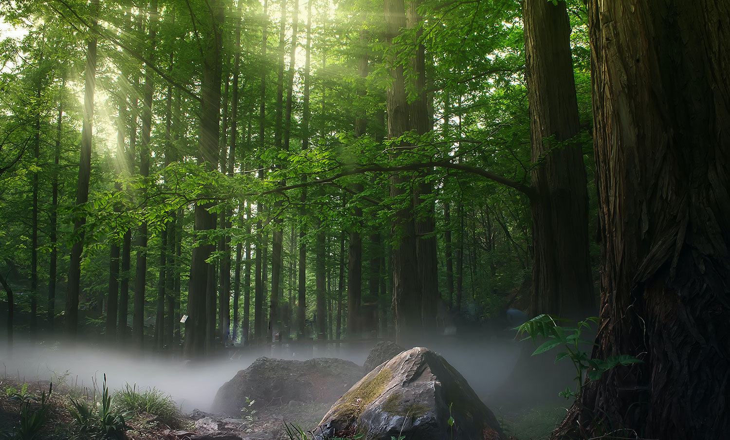 Waldkohlenstoffsenke