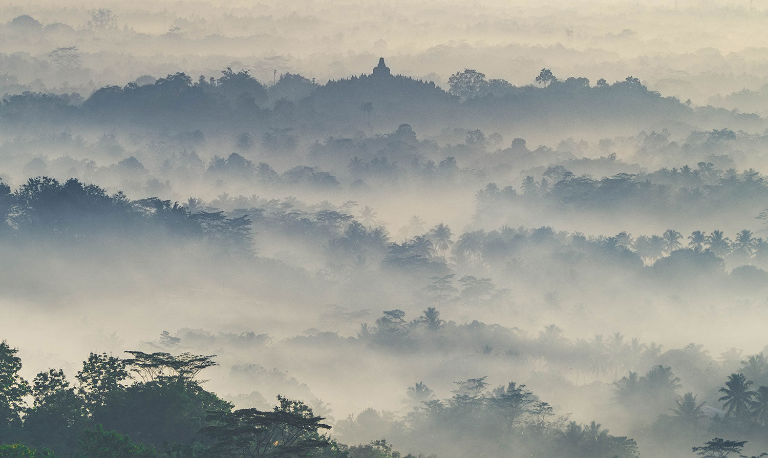 Forest View from the Above