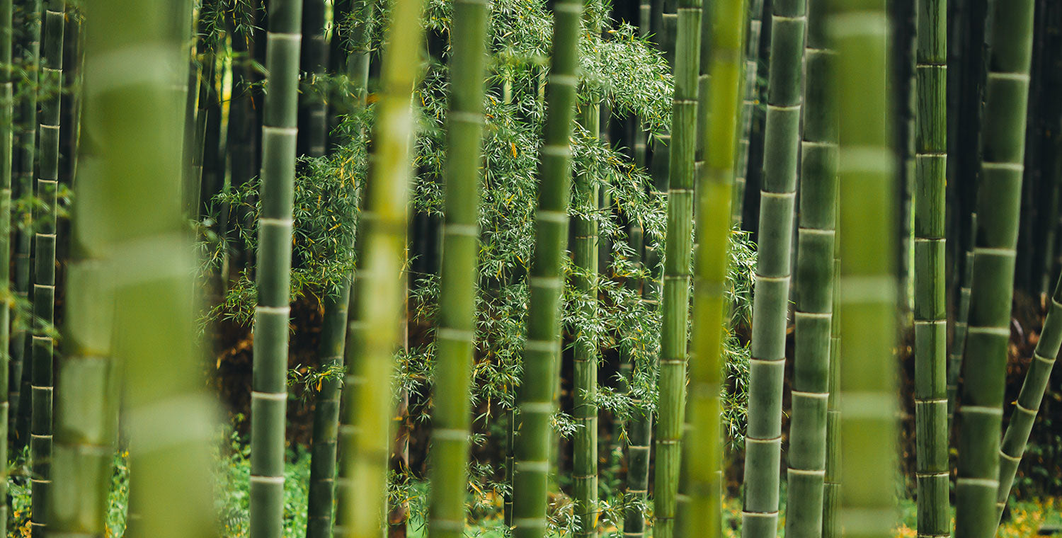 Mit Bambus gegen die Abholzung vorgehen