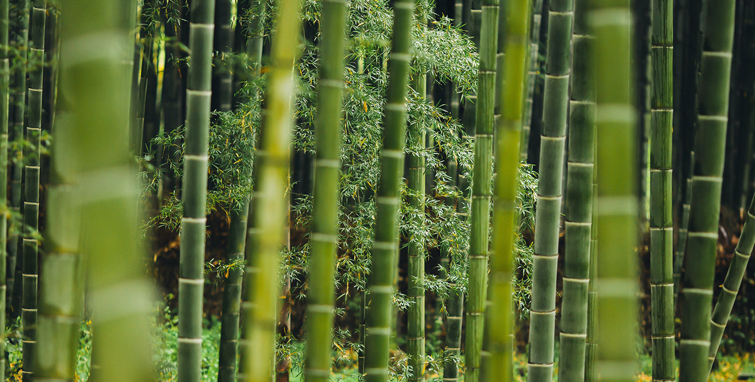 Bamboo Forest